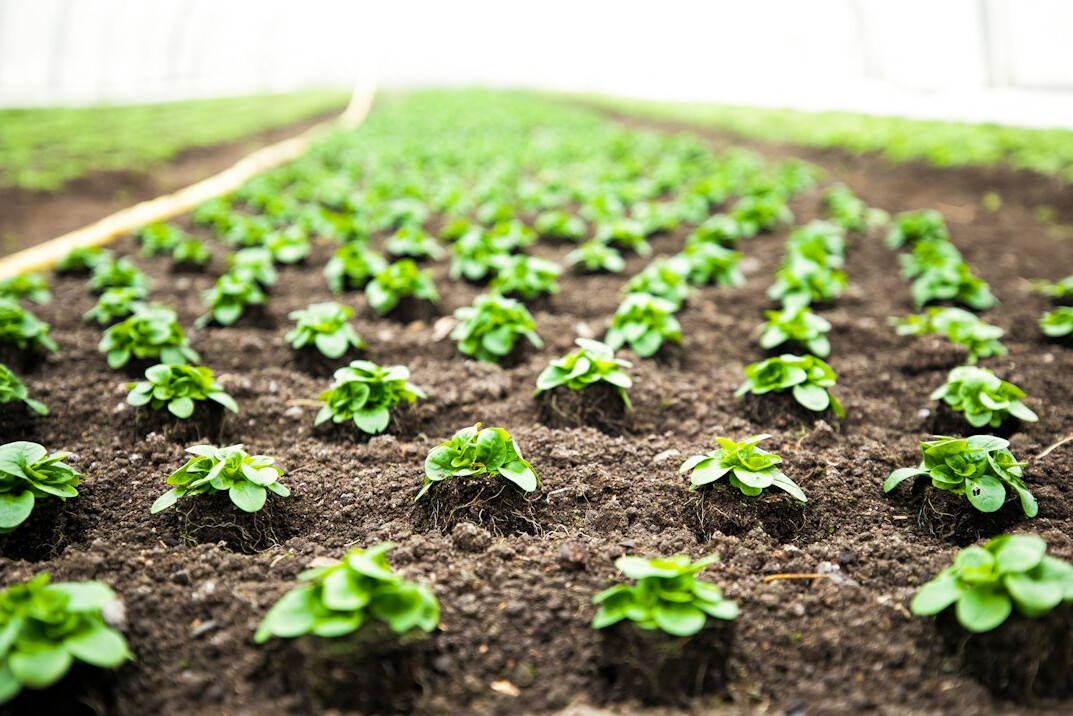 ai in agriculture